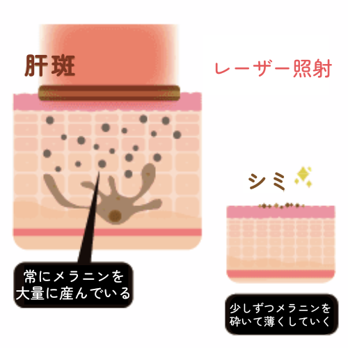 ハリウッドスペクトラ